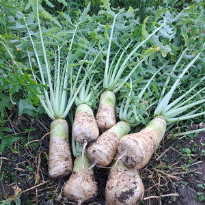 信州の伝統野菜 「ねずみ大根」辛味大根【農薬・化学肥料不使用】