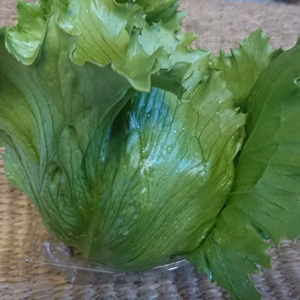 栽培期間農薬不使用の一瞬一旬お野菜セット