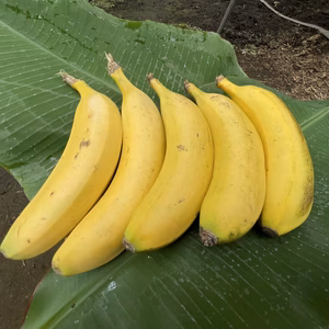 『きみさらずバナナ』500g/1kg【皮ごと食べられる希少な木更津産バナナ】