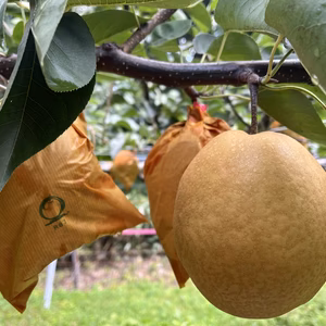 鳥取県　佐治町産　王秋