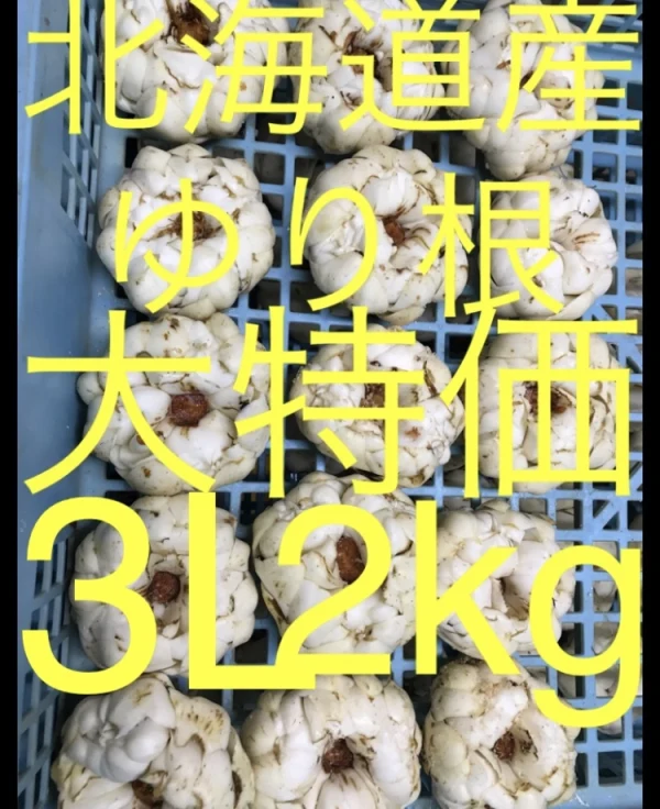 北海道産 ゆり根 3L 2kg お徳用 大特価 野菜 送料込み