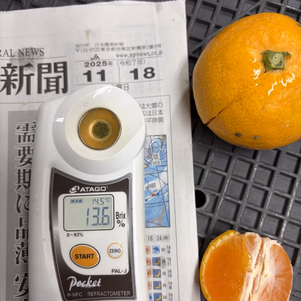 温州みかん【早生みかん】