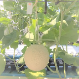 阿隅謙二 | トヨタ緑産株式会社