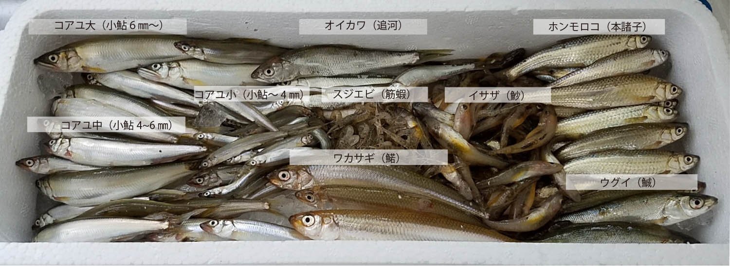 琵琶湖の旬を届ける淡水魚セット 農家漁師から産地直送の通販 ポケットマルシェ