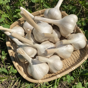 那須高原　無農薬国産ニンニク！500g