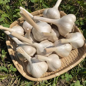 那須高原　無農薬国産ニンニク！500g 