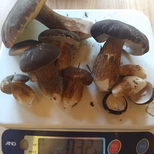 ◆早い者勝ち◆ニセコ産天然生ポルチーニ茸B品