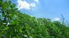 旬こそ命！吹っ飛ばせ夏バテ　四角豆＊500ｇ～農薬／化学肥料・不使用