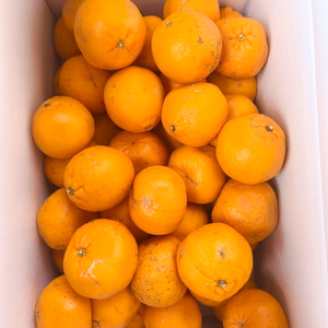 ★訳あり品　北海道・沖縄県・離島以外　ポンカン5kg多め　MSキズ　高知県産★