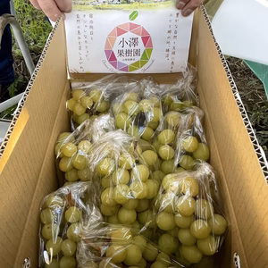 木に成育したまま、美味しくなった黄色粒で枝は茶色の完熟シャインマスカット