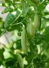 【旬の野菜】実えんどう豆/うすいエンドウ豆(アラスカ)