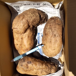 まるでモチのようなねばり！トロロ芋1.5キロ（肥料、農薬使わず）