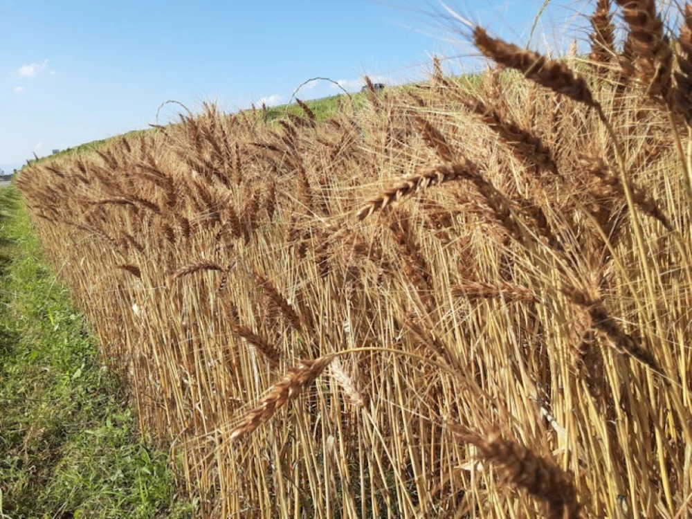 2021年収穫分　小麦玄麦500g！！喜多村家の小麦　2021年産ミナミノカオリ