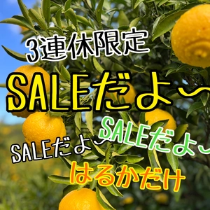 【3連休限定SALE】大人気！幸せの黄色 驚く甘さ ファン続出！【はるか】