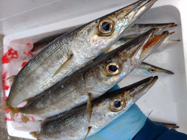 【万能☆カマス】獲れたてを急速冷凍しました！下処理済　