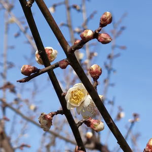 もったいない梅