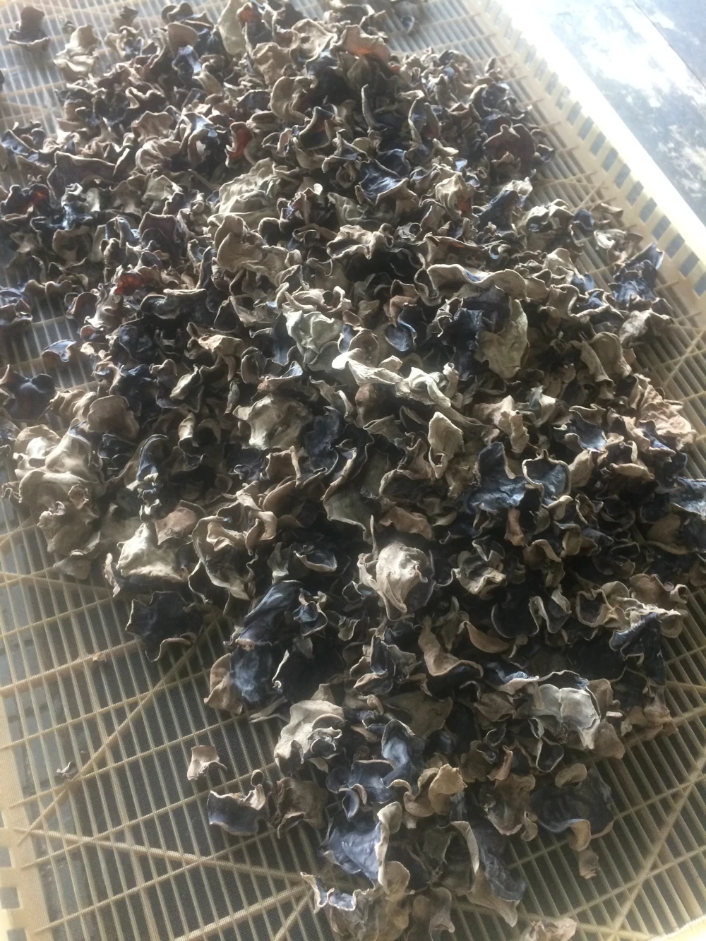【干しきくらげ】【乾燥きくらげ】京都府産　栽培期間中農薬不使用