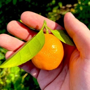 The citrus【not KINKAN but KINKAN】