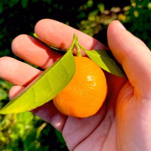 The citrus【not KINKAN but KINKAN】