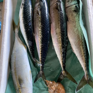 只今、水揚げ‼️ サバ&フキラギセット