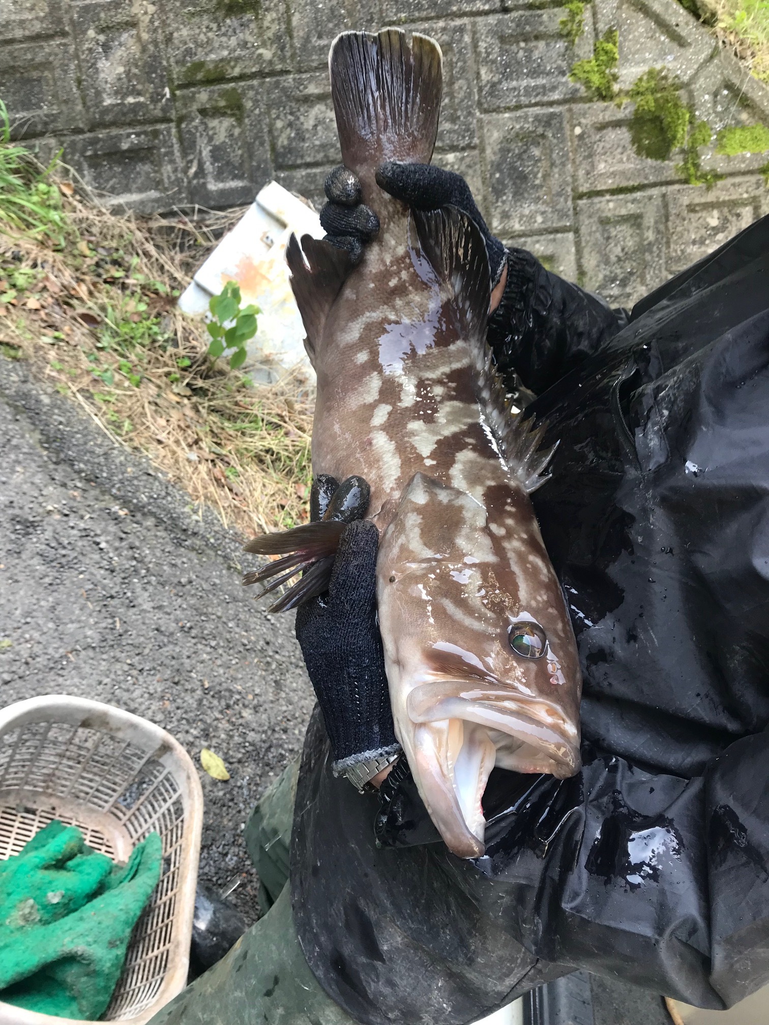 長崎県産（森のクエ）☆幻のクエ（アラ）活〆☆3kg｜クエの商品詳細