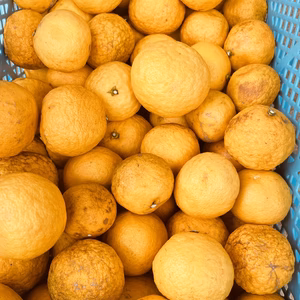 はるか　サイズ混合　外観不良あり　家庭用