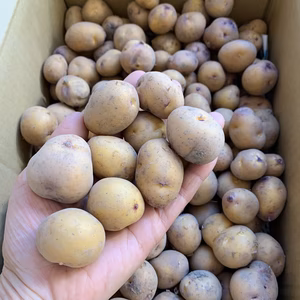 【送料無料‼️】農薬化学肥料不使用『訳あり＆ミニサイズ』新じゃがインカのめざめ