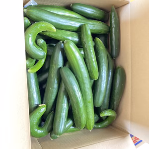 【9.9kg】夏きゅうり終了間近！朝採れ新鮮！※規格外品・訳あり品きゅうり