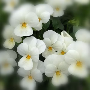百の花が開花するももかシリーズ優しいホワイト[みるく]★９センチポット苗