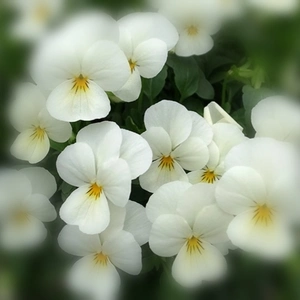 百の花が開花するももかシリーズ優しいホワイト[みるく]★９センチポット苗