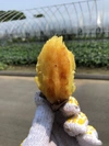 【冷凍】極蜜小さな焼き芋【最高糖度50度】