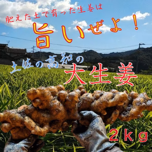 土佐の大生姜　1㎏～8㎏　送料無料　土付き囲い生姜　高知県産