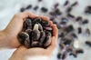 【令和２年産・花豆】群馬・六合の100年続く高原農家の伝統花豆