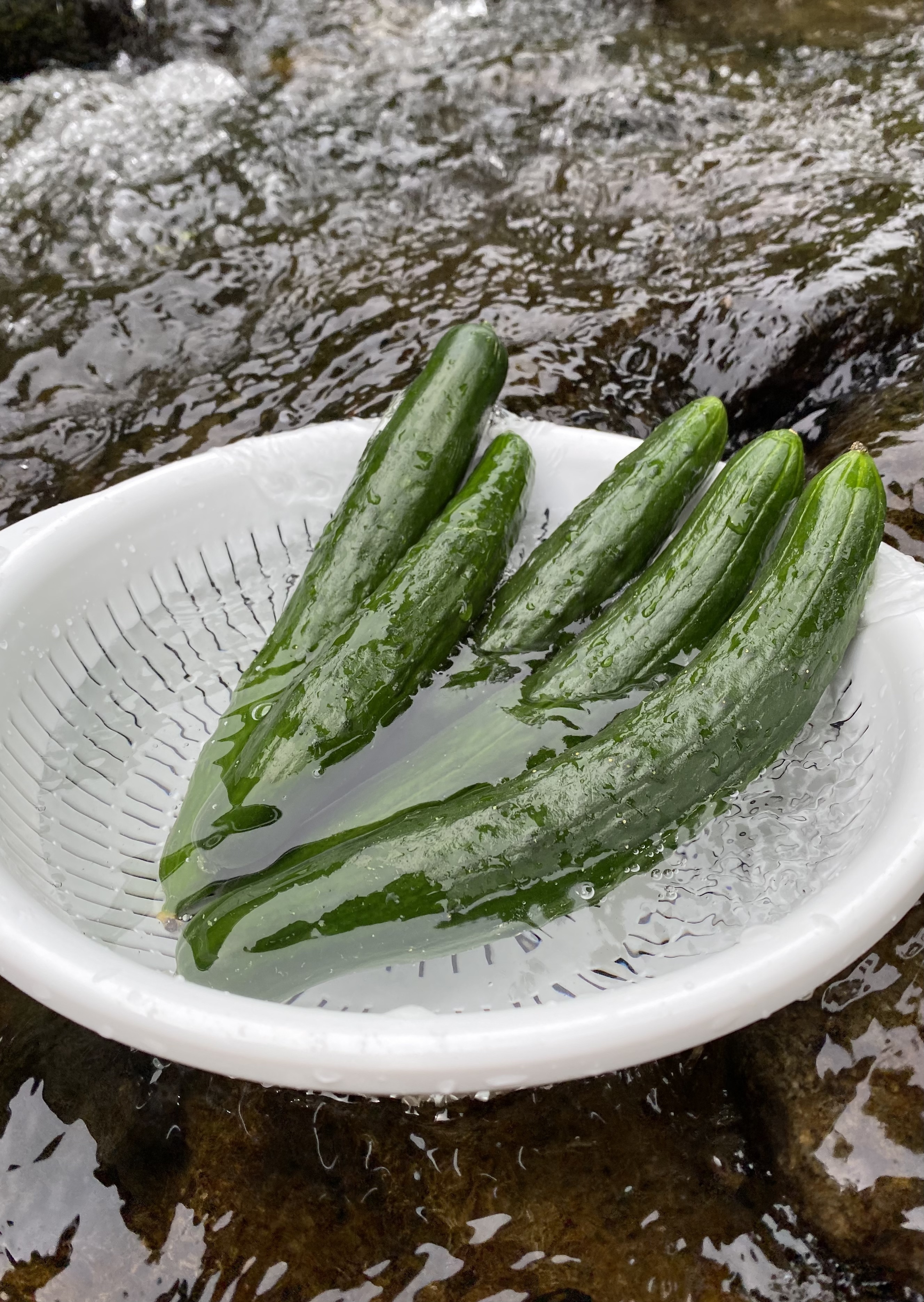 市場 国産 1箱 きゅうり キュウリ 胡瓜