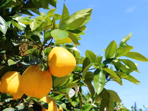 あまくさ晩柑(河内晩柑)