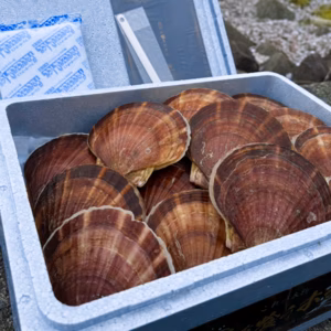 《数量限定20件!!》山六水産の２年貝【３kg】ヘラ付
