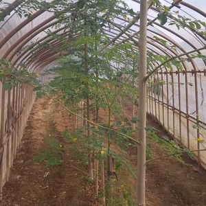 モリンガ(スーパーフード)&野菜セット