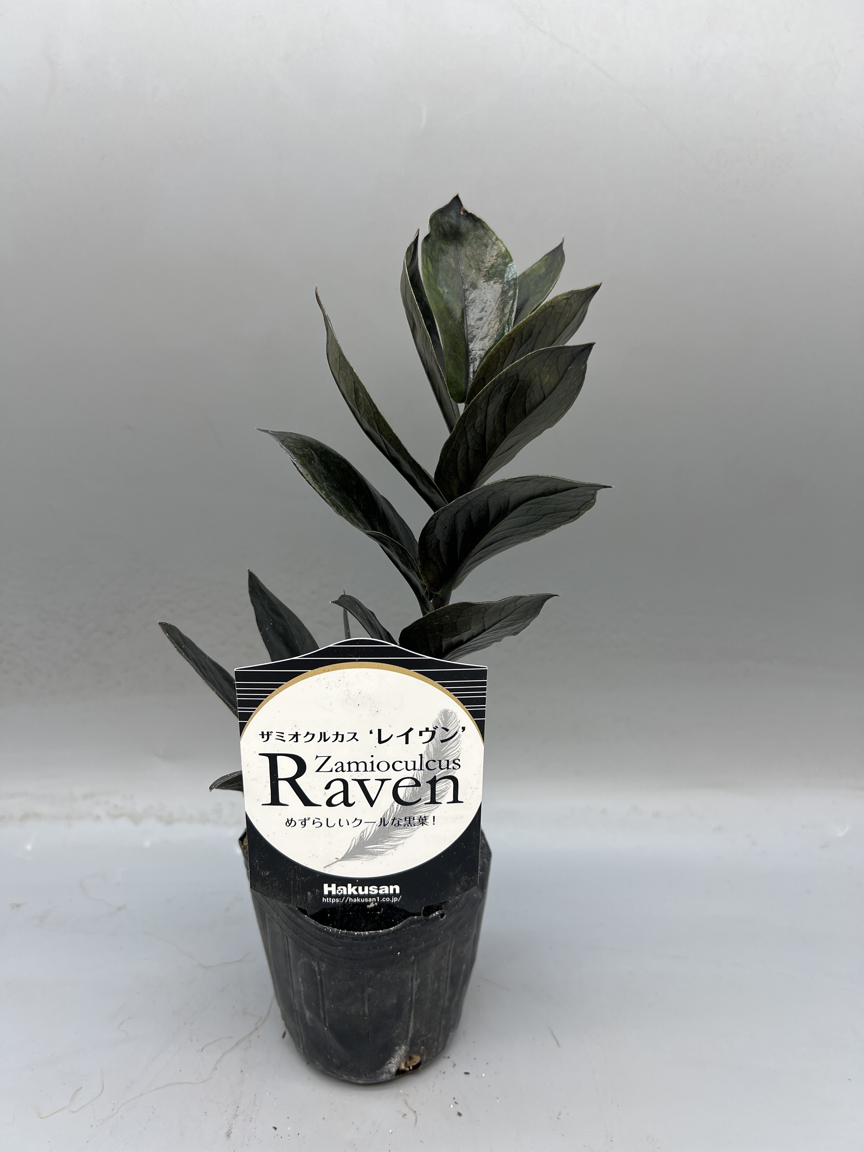 希少品種！】ザミオクルカス・レイヴン 苗2.5号｜観葉植物の商品詳細