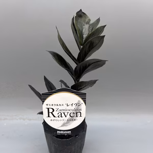 【希少品種！】ザミオクルカス・レイヴン　苗2.5号