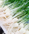 静岡県産☆発芽にんにく