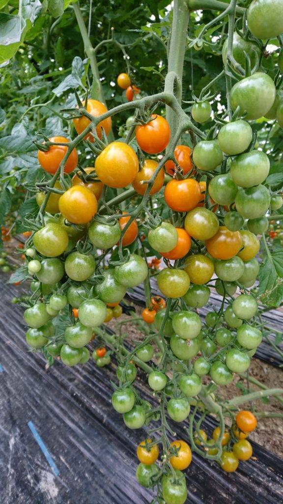 トマト フルーツトマト「完熟ミディトマト」1.5kg ギフト プチギフト トマトジュース にも 最適な フルーツトマト 食塩無添加