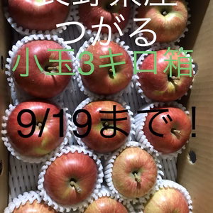 信州産サンつがる小玉3キロ