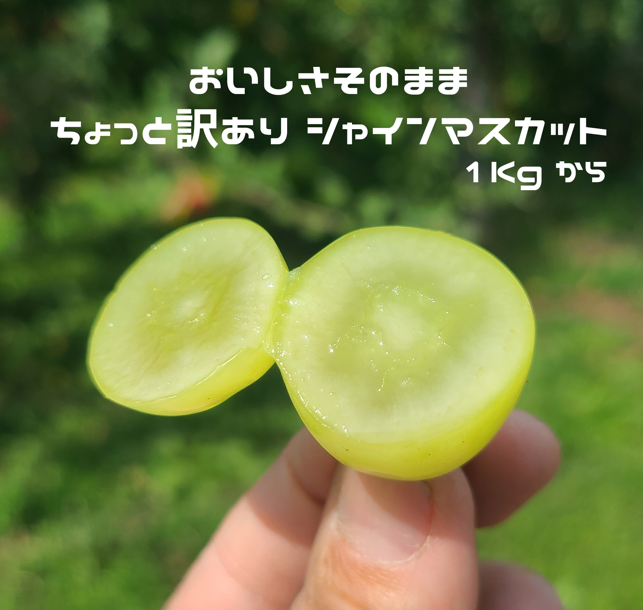 訳あり ご家庭用】朝採り発送 自家農園の シャインマスカット 1kg以上|果物の商品詳細|ポケットマルシェ|産直(産地直送)通販 - 旬の果物・野菜・魚介をお取り寄せ 訳あり ご家庭用】朝採り発送 自家農園の シャインマスカット 1kg以上|果物の商品詳細|ポケットマルシェ|産直(産地直送)通販 - 旬の果物・野菜・魚介をお取り寄せ