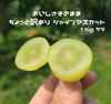 【訳あり ご家庭用】★朝採り発送 自家農園の シャインマスカット 1kg～