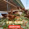 【お試し】完全自家配合！とれたて平飼い有精卵