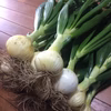 淡路島新葉玉ねぎ [農薬・化学肥料不使用]