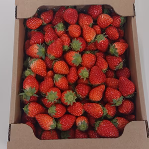 イチゴ 完熟とちおとめ 小粒バラ詰め