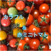 【川上農園】食卓に彩を♪ カラフル&赤ミニトマト セット500g