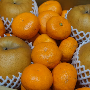 愛宕梨と青島ミカンのセット