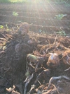農薬・化学肥料不使用　サトイモ（赤芽）2キロ